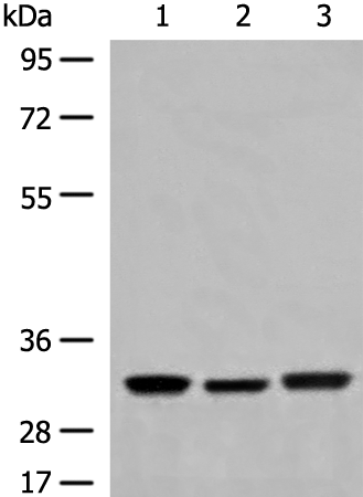 Rabbit Polyclonal Antibody to COPE