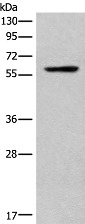 Rabbit Polyclonal Antibody to CORO2B