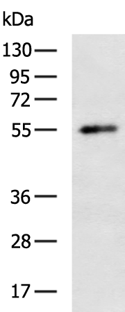Rabbit Polyclonal Antibody to WWTR1