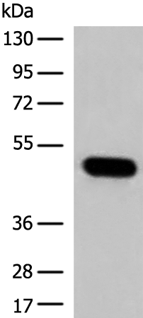 Rabbit Polyclonal Antibody to TRIM39