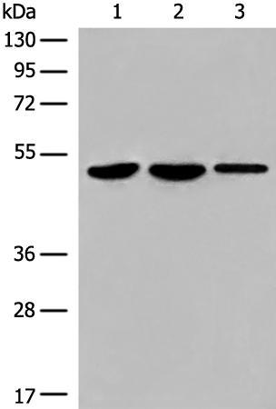 Rabbit Polyclonal Antibody to TFCP2