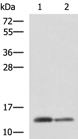 Rabbit Polyclonal Antibody to CRABP1