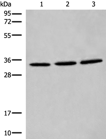 Rabbit Polyclonal Antibody to CYB5R1