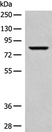 Rabbit Polyclonal Antibody to POR