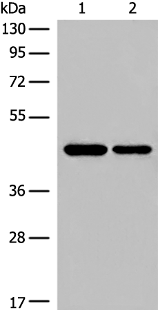 Rabbit Polyclonal Antibody to CYTH3