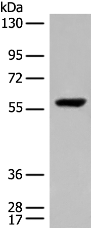 Rabbit Polyclonal Antibody to DALRD3