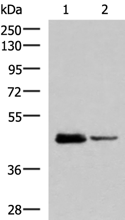 Rabbit Polyclonal Antibody to DDI2