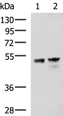 Rabbit Polyclonal Antibody to DDX39A