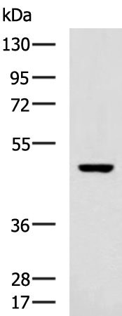 Rabbit Polyclonal Antibody to DDX47