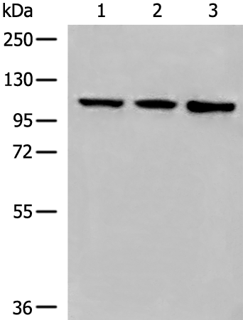 Rabbit Polyclonal Antibody to DDX54