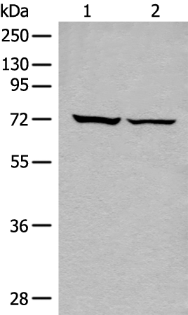 Rabbit Polyclonal Antibody to DDX59