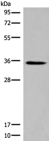 Rabbit Polyclonal Antibody to ITM2B