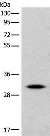 Rabbit Polyclonal Antibody to IMPA1