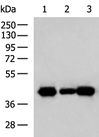 Rabbit Polyclonal Antibody to SH3GL2