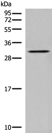 Rabbit Polyclonal Antibody to DNASE1L1