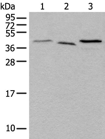 Rabbit Polyclonal Antibody to UBXN1