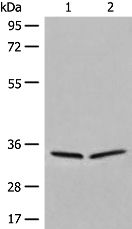 Rabbit Polyclonal Antibody to DIMT1