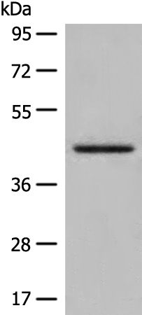 Rabbit Polyclonal Antibody to DHRS7