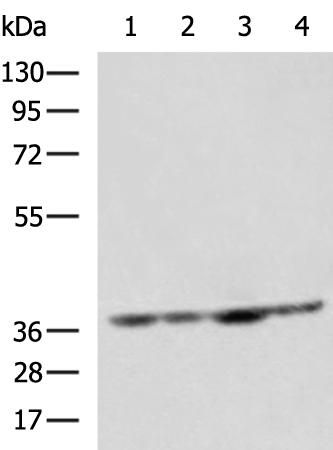 Rabbit Polyclonal Antibody to MRPL3