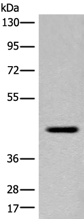 Rabbit Polyclonal Antibody to OTULINL