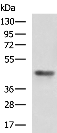 Rabbit Polyclonal Antibody to ACTC1
