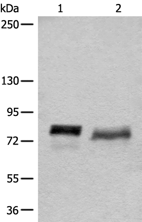 Rabbit Polyclonal Antibody to BCAS3