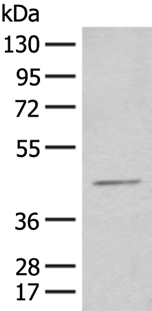 Rabbit Polyclonal Antibody to HENMT1