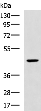 Rabbit Polyclonal Antibody to OLA1