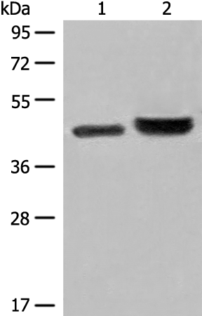 Rabbit Polyclonal Antibody to INPP1