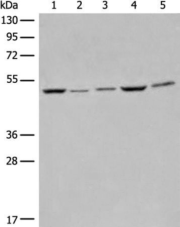 Rabbit Polyclonal Antibody to EIF4A3