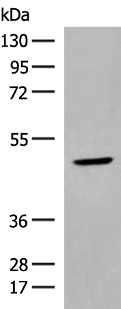 Rabbit Polyclonal Antibody to ZBTB8A