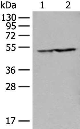Rabbit Polyclonal Antibody to GDI2
