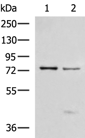 Rabbit Polyclonal Antibody to TP63