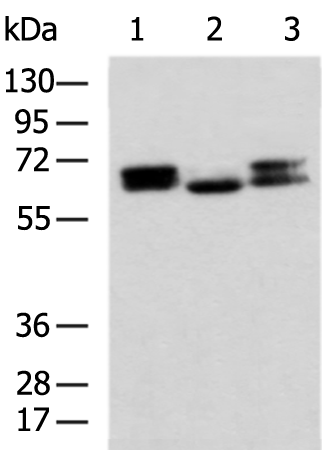 Rabbit Polyclonal Antibody to DPYSL3