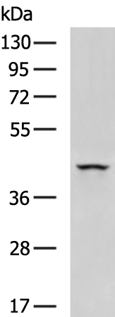 Rabbit Polyclonal Antibody to VEGFA