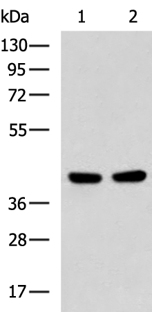 Rabbit Polyclonal Antibody to BMP2