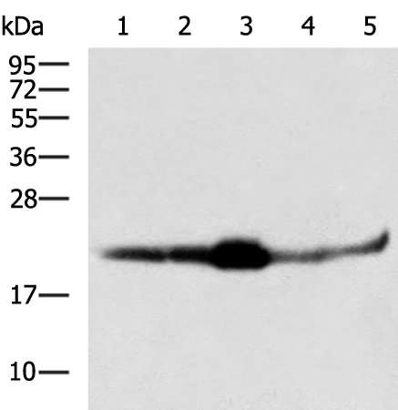 Rabbit Polyclonal Antibody to IFNA2