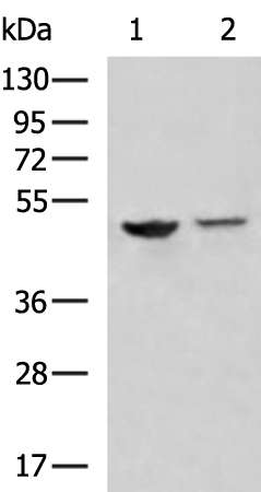 Rabbit Polyclonal Antibody to SQOR