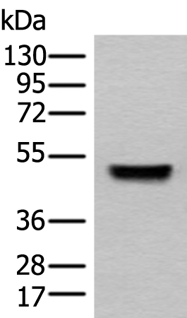 Rabbit Polyclonal Antibody to SEPTIN10