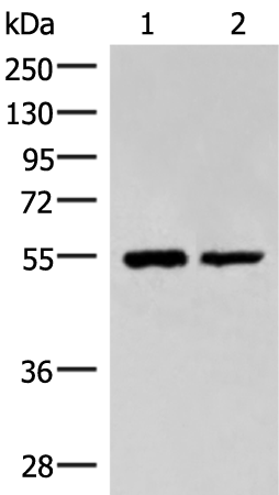 Rabbit Polyclonal Antibody to RUVBL1