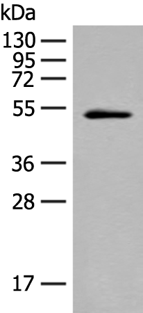 Rabbit Polyclonal Antibody to MOCS3