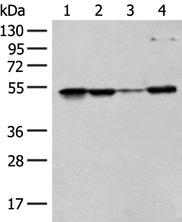 Rabbit Polyclonal Antibody to RRP1