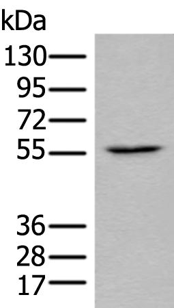 Rabbit Polyclonal Antibody to RIOX2