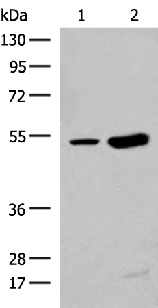 Rabbit Polyclonal Antibody to ZBTB43