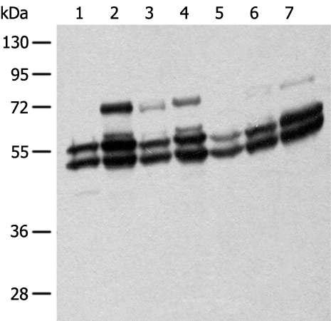 Rabbit Polyclonal Antibody to SHC1