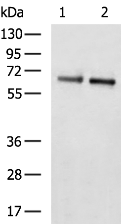 Rabbit Polyclonal Antibody to ATG13