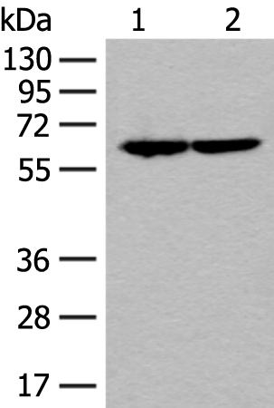Rabbit Polyclonal Antibody to SF3A3