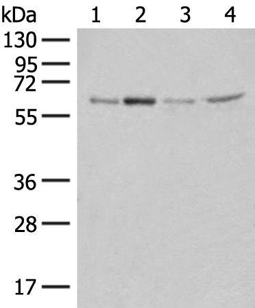 Rabbit Polyclonal Antibody to ZGPAT