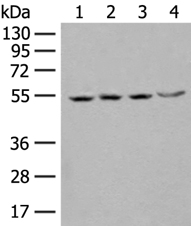 Rabbit Polyclonal Antibody to SHMT2