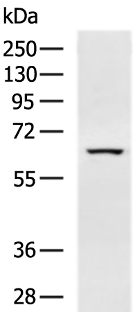 Rabbit Polyclonal Antibody to THUMPD3